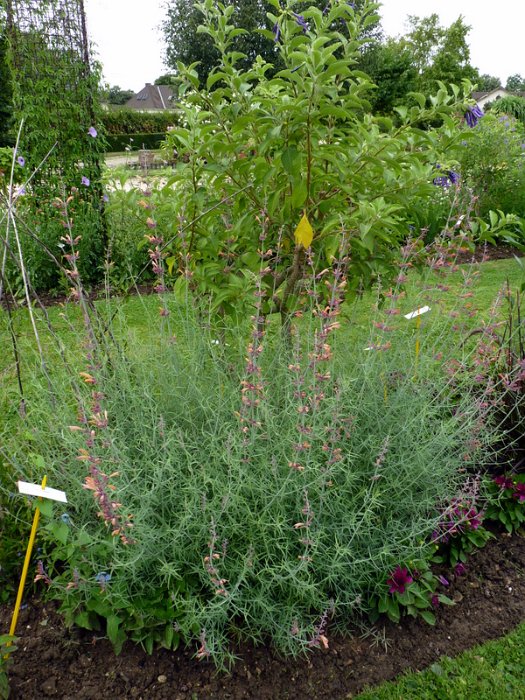 Agastache rupestris (2)
